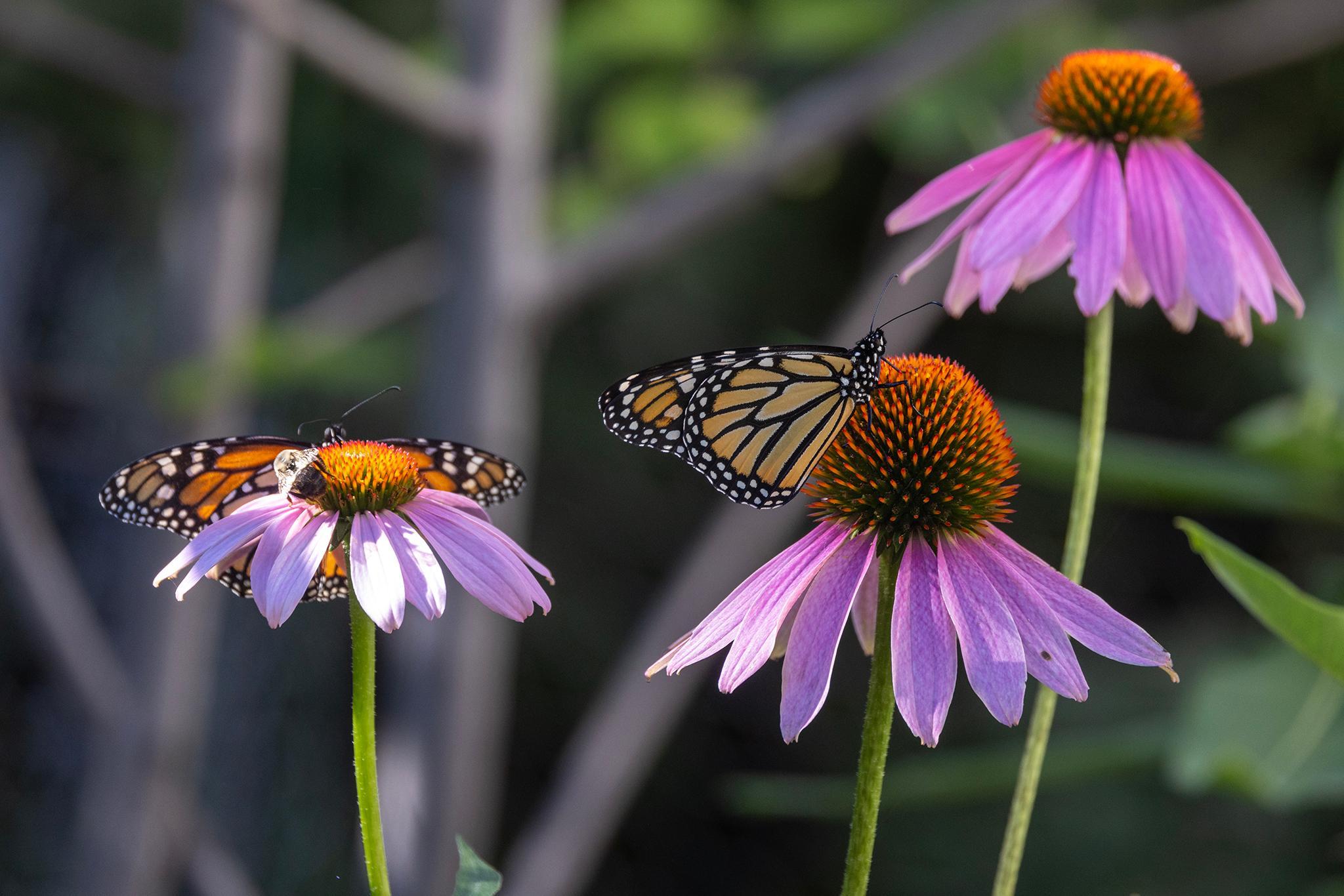 Pollinator Butterfly.jpg