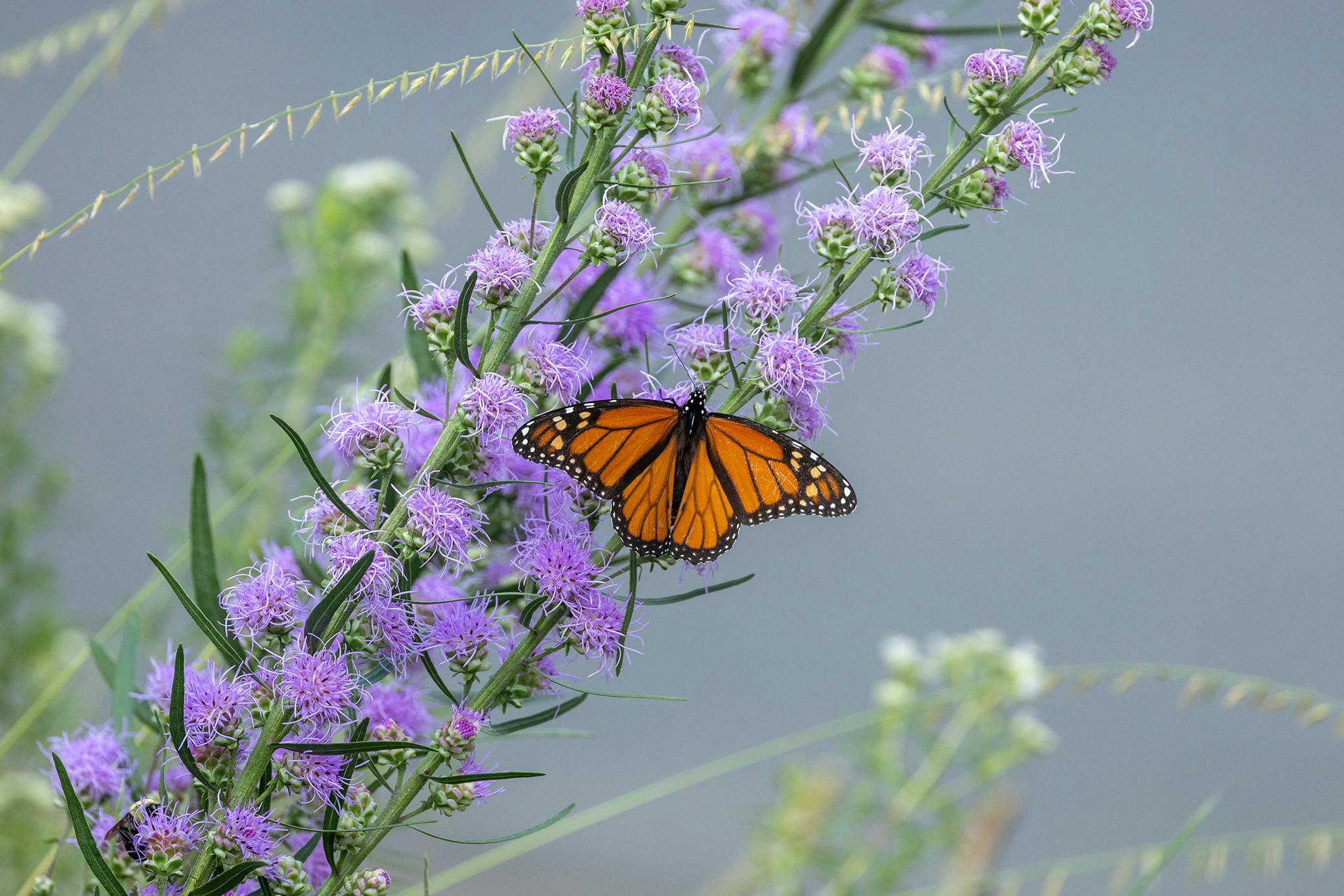 Pollinator Garden.jpg