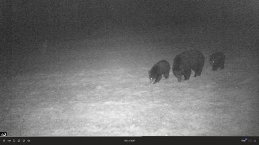384 Acres TBD Little Pine Road, Emily, MN 56447