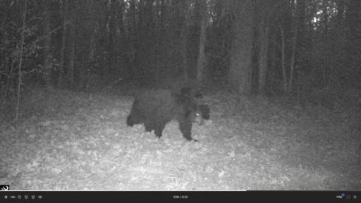 384 Acres TBD Little Pine Road, Emily, MN 56447