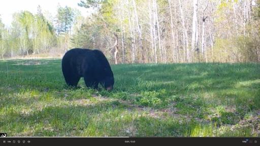 384 Acres TBD Little Pine Road, Emily, MN 56447