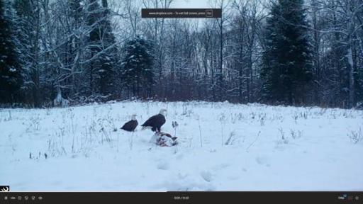 384 Acres TBD Little Pine Road, Emily, MN 56447