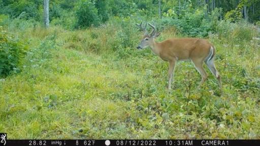 384 Acres TBD Little Pine Road, Emily, MN 56447