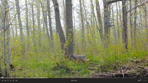 384 Acres TBD Little Pine Road, Emily, MN 56447