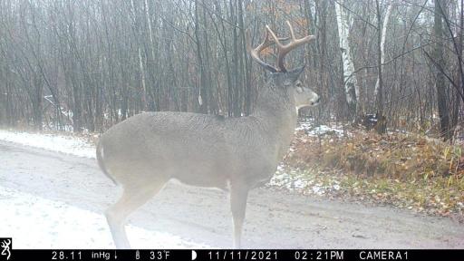 384 Acres TBD Little Pine Road, Emily, MN 56447