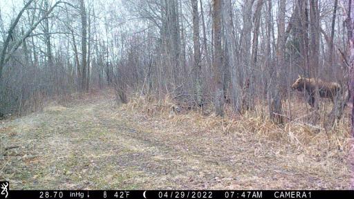 384 Acres TBD Little Pine Road, Emily, MN 56447