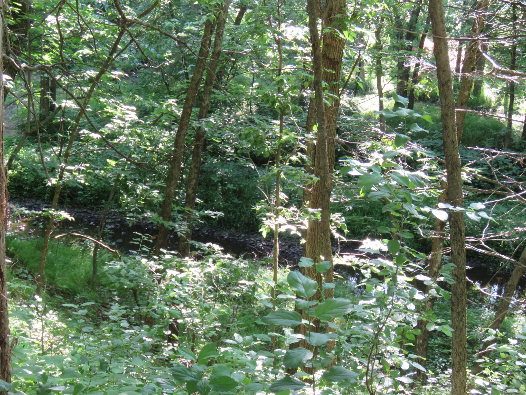 Another view of creek