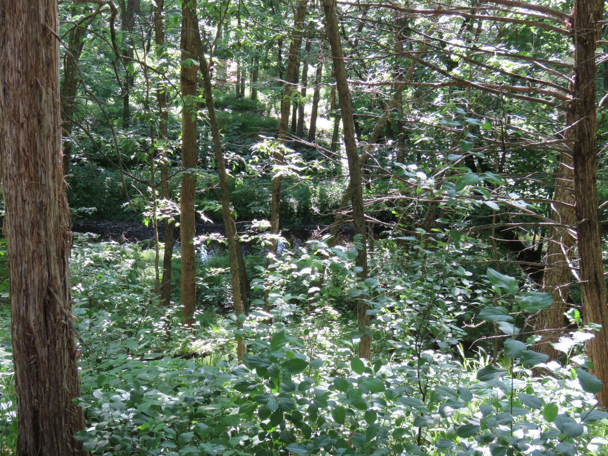 Creek through the trees