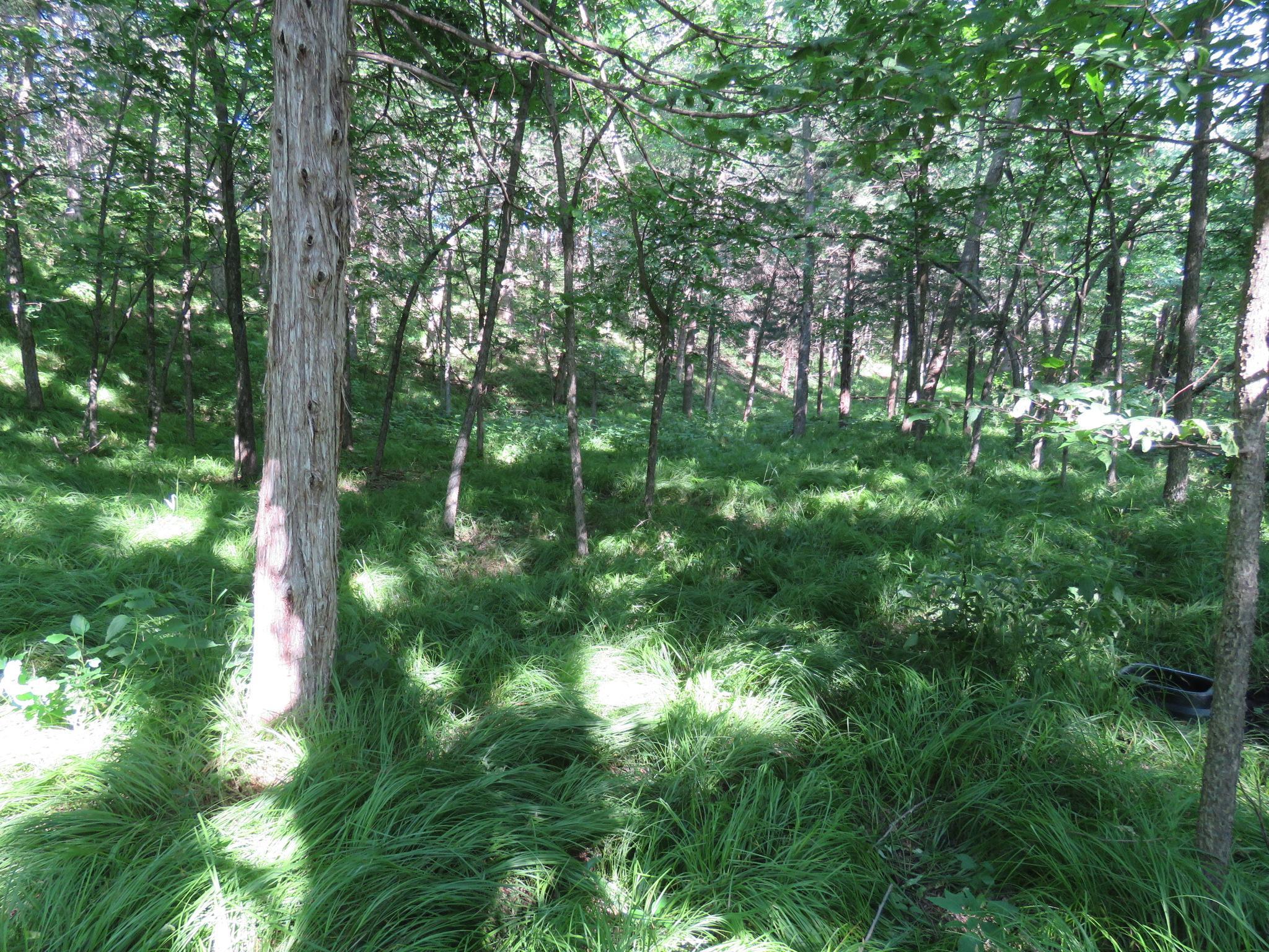 More woods!