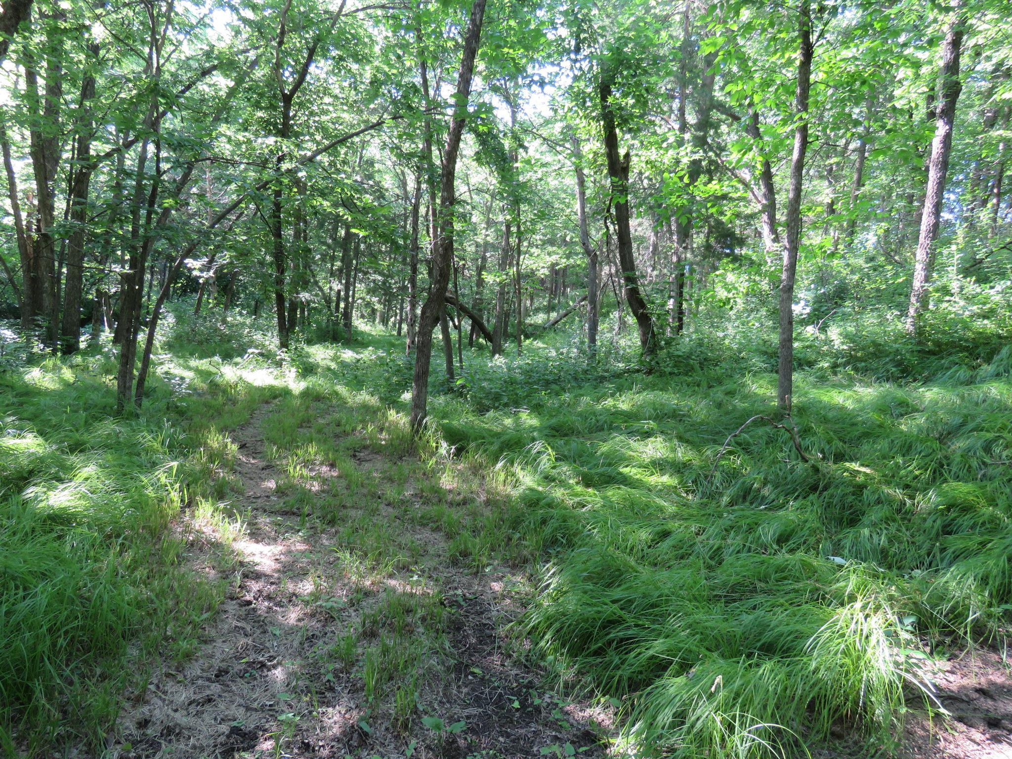 Many trails through the woods!