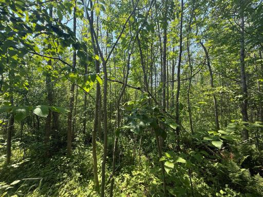TBD Scenic Dr., Two Harbors, MN 55616