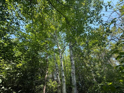 TBD Scenic Dr., Two Harbors, MN 55616