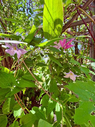 Clematis climbing flower on tower