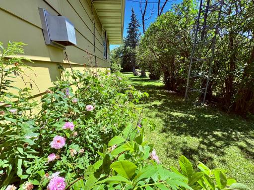 Roses and other perennials