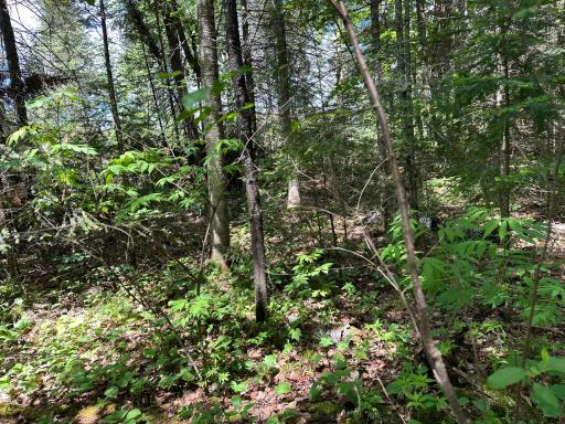 Photo Jun 12 2026, 1 26 03 PM.jpg