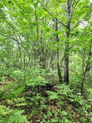 6565 Lynch Bridge Road, Siren, WI 54872