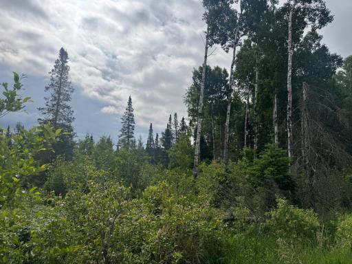 TBD Quaal Road, Forbes, MN 55738