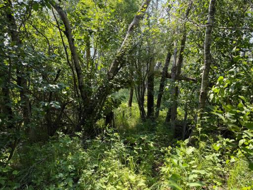 TBD Bunny Hill Road, Sebeka, MN 56477