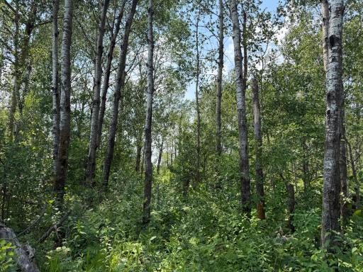 TBD Bunny Hill Road, Sebeka, MN 56477