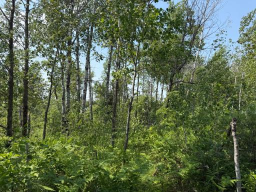 TBD Bunny Hill Road, Sebeka, MN 56477