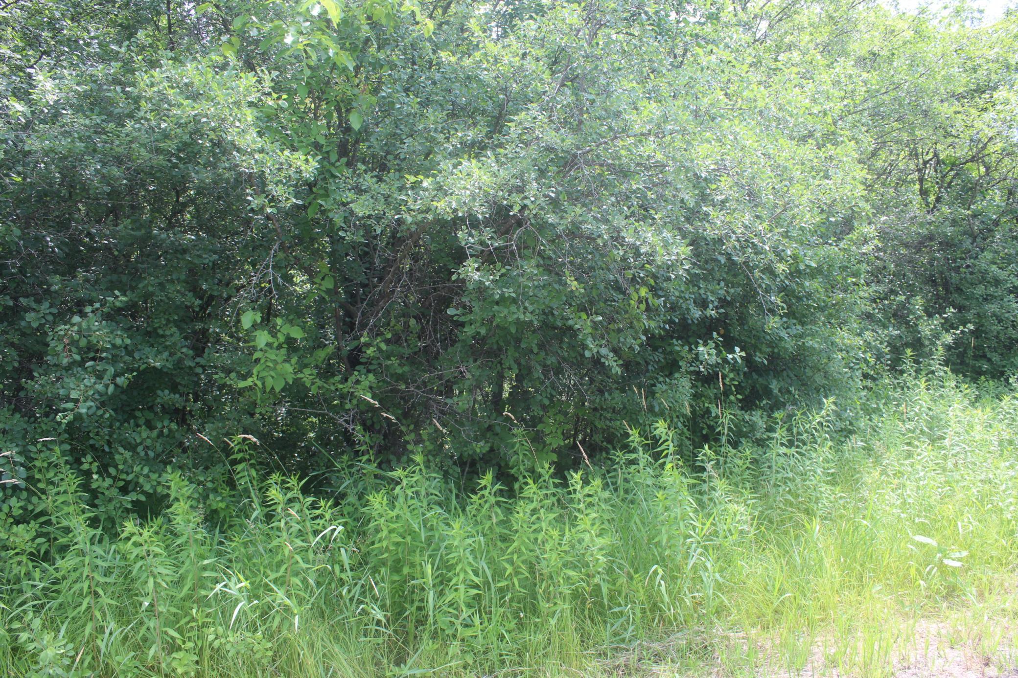 IMG_0453.JPG