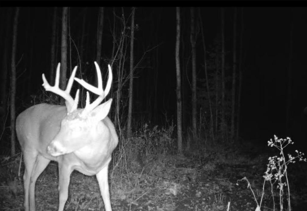 Whitetail Buck 2023
