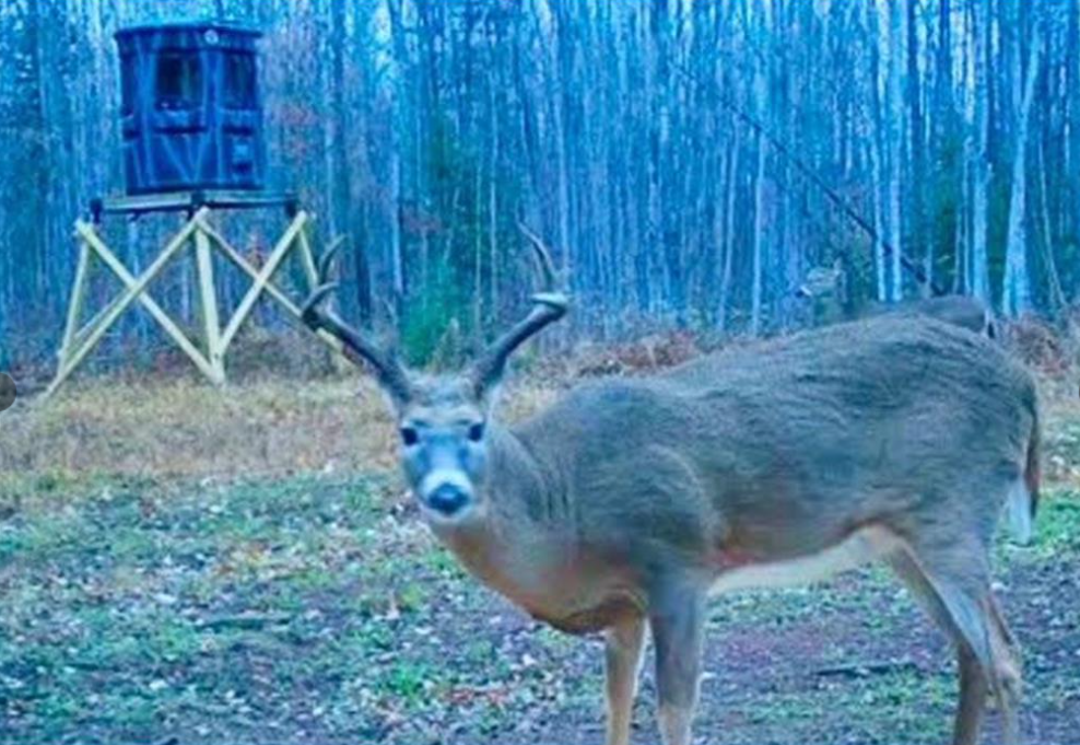 Whitetail Buck 2024.PNG