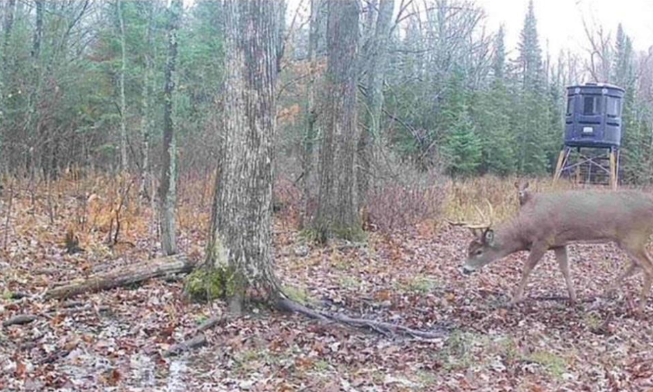 Whitetail Buck November 2024.PNG