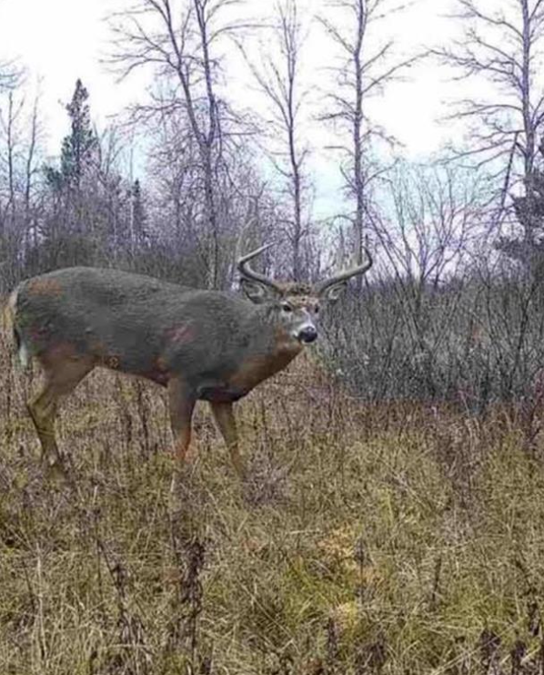 Whitetail Buck November 2024 aa.PNG