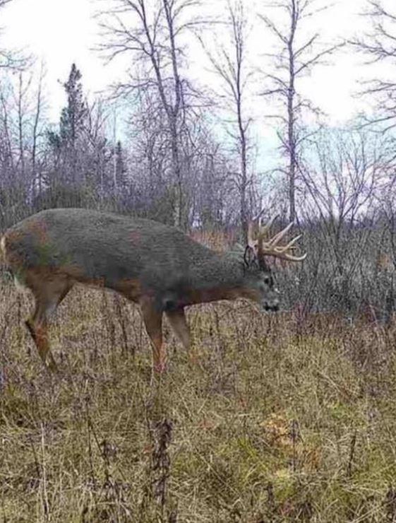 Whitetail Buck November 2024 again.JPG