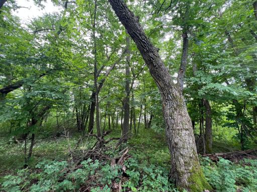 23676 Veitenheimer Road, Dalton, MN 56324