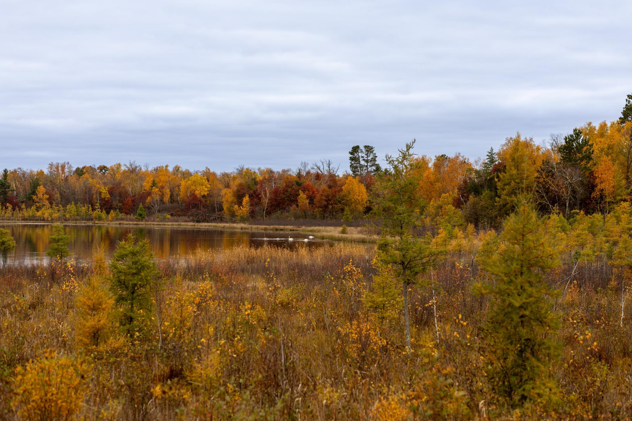 6300 Boot Lake - Fall Colors-16.jpg