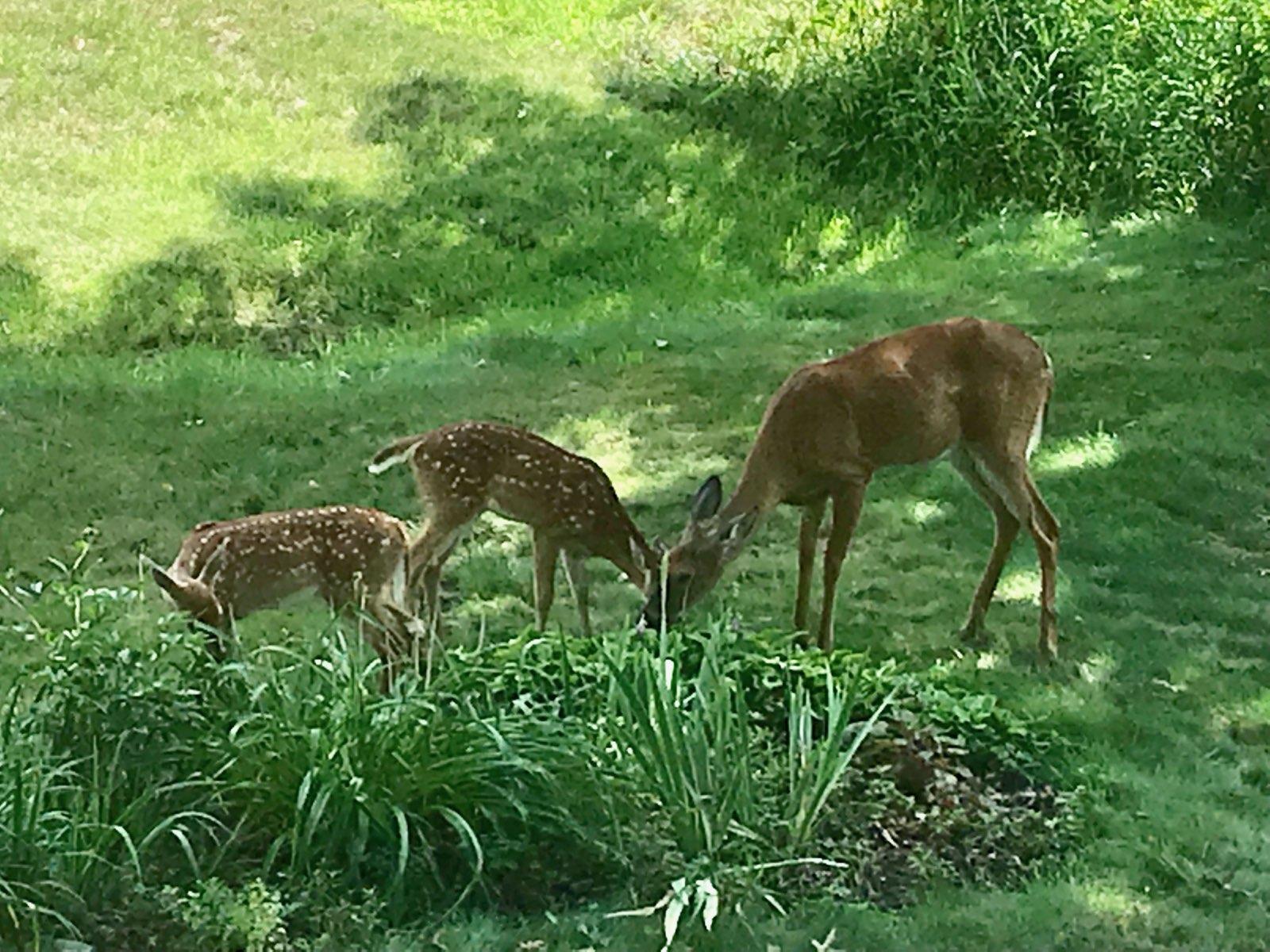 Deer 1.JPEG