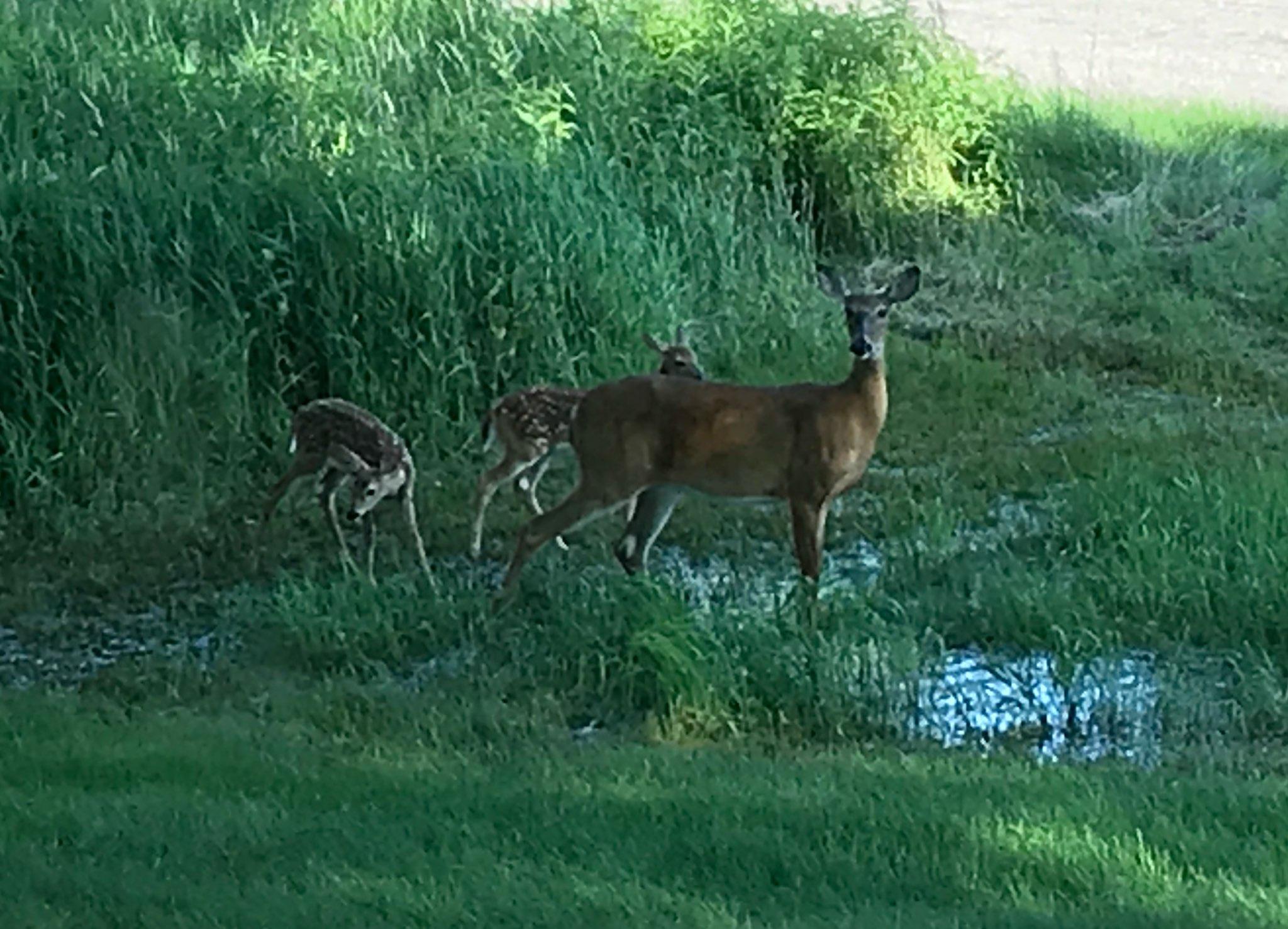 Deer 2.JPEG
