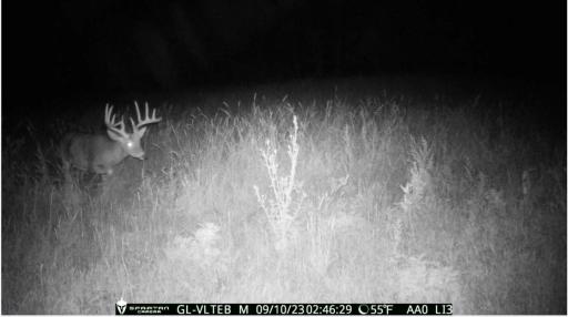 Exceptional whitetail habitat developed through years of strategic land management