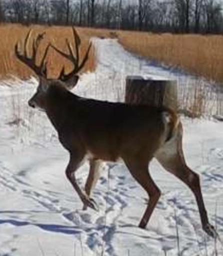 An impressive whitetail buck captured on the property reflects the exceptional habitat and quality deer management found throughout the estate