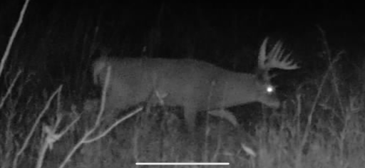 Established food plots and strategically placed deer stands enhance this premier sporting estate.