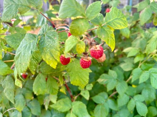 Fresh raspberries - buy now, eat them on your ice cream this year, or make jam!!