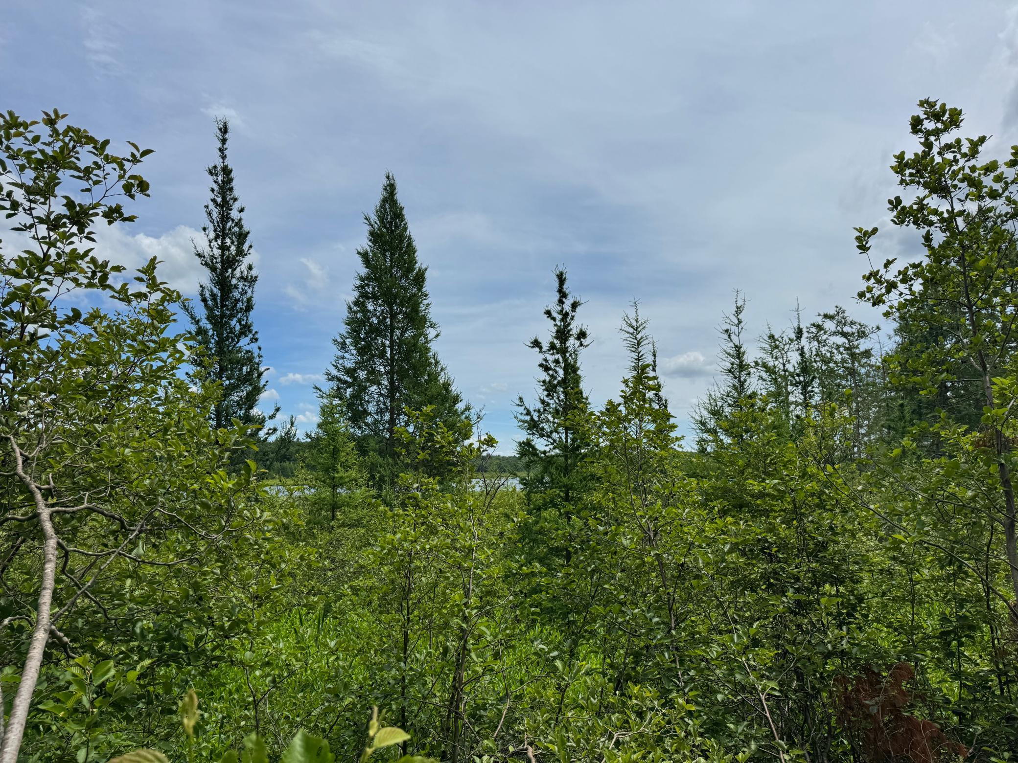 IMG_6711.jpeg