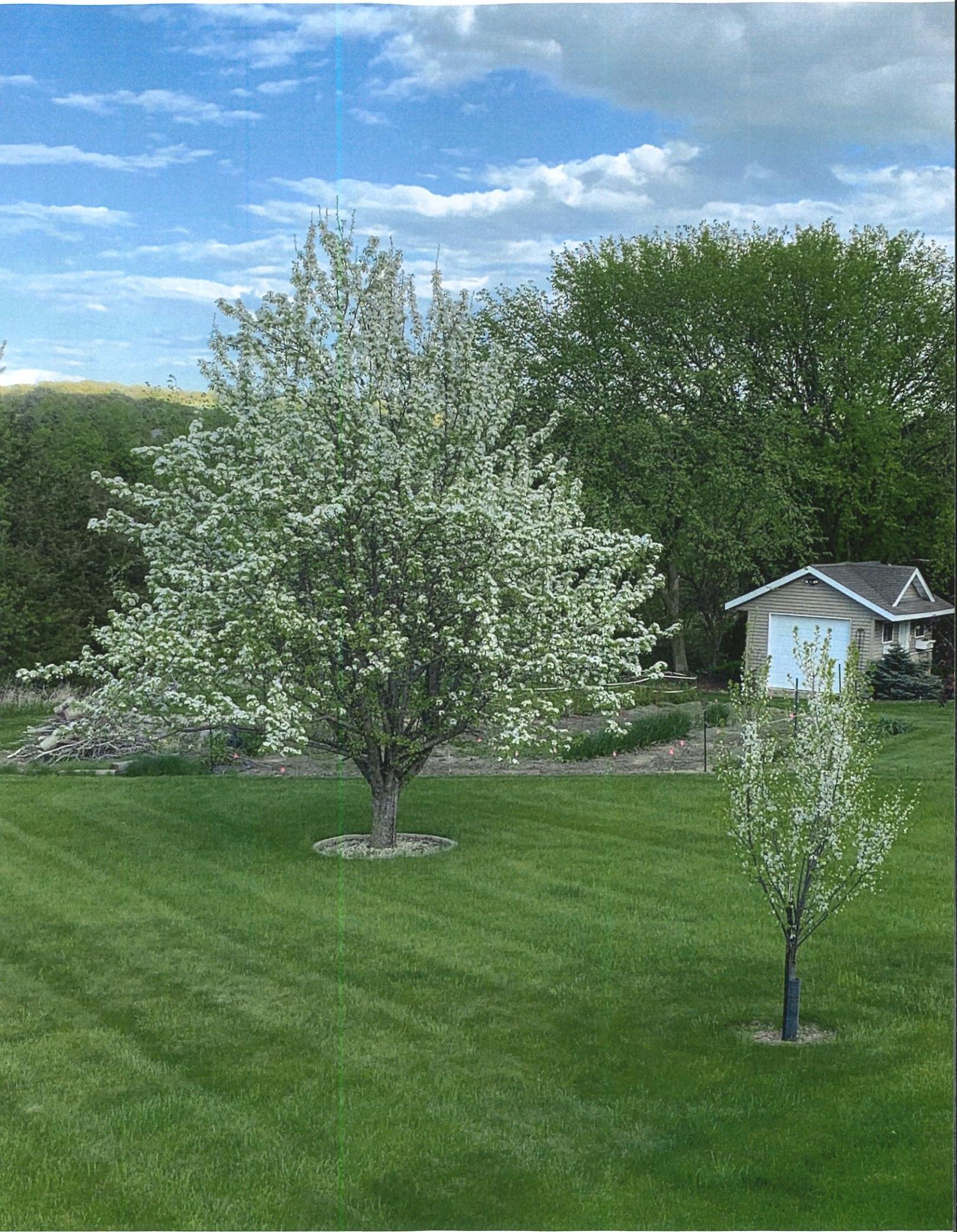 Trees in bloom