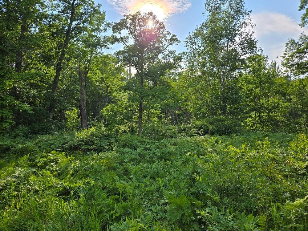 Rolling & Wooded