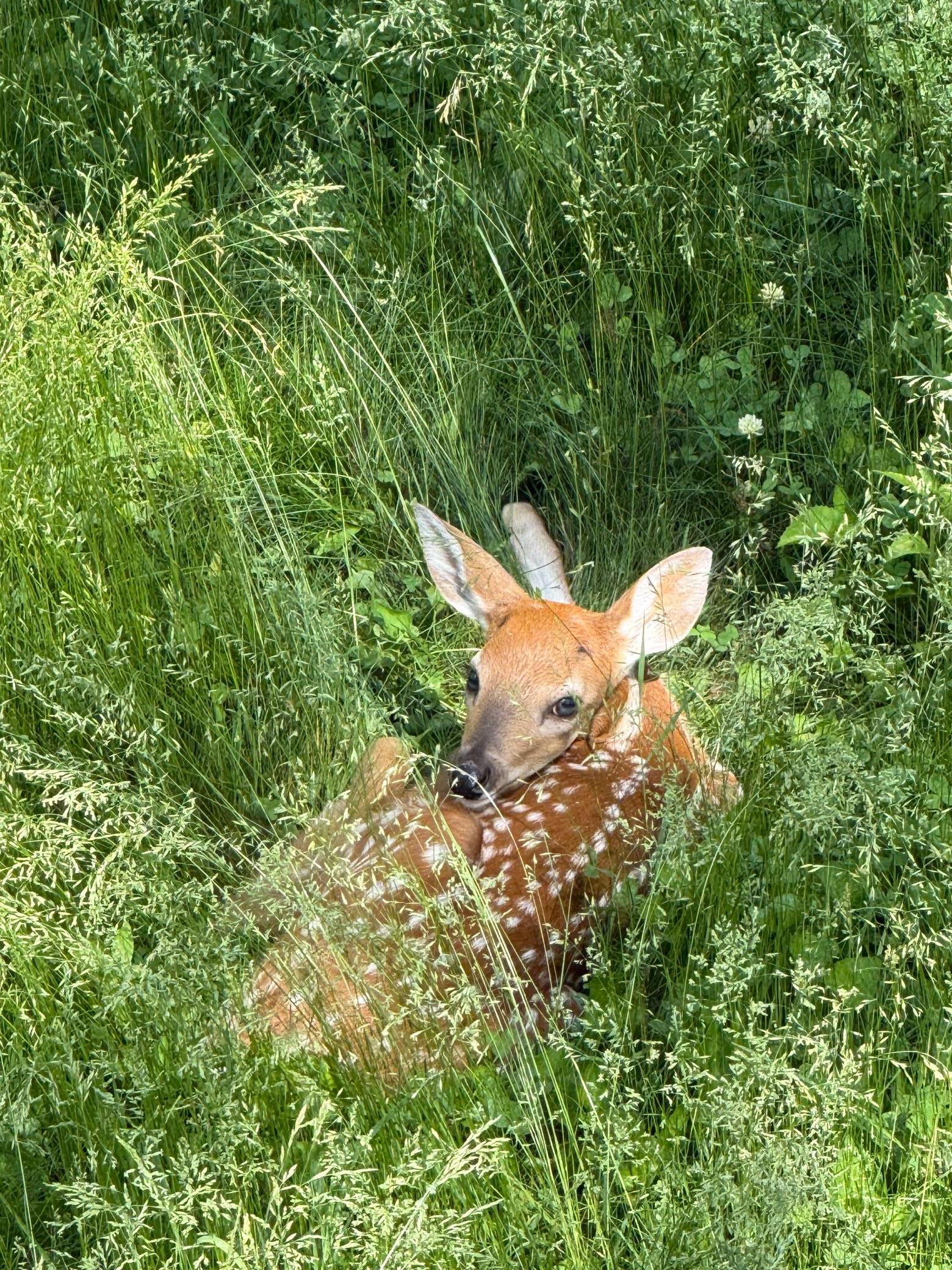 Backyard fawn.jpeg