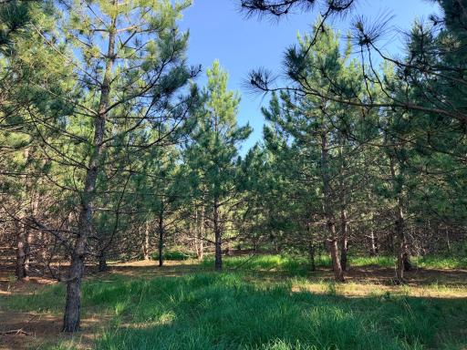 TBD Lita Lane, Menahga, MN 56464