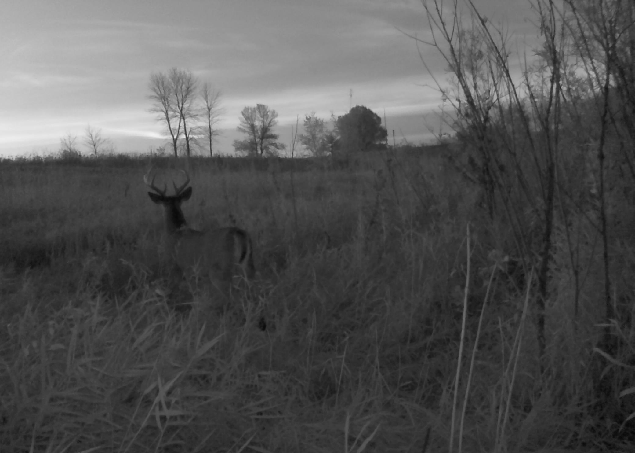 Buck