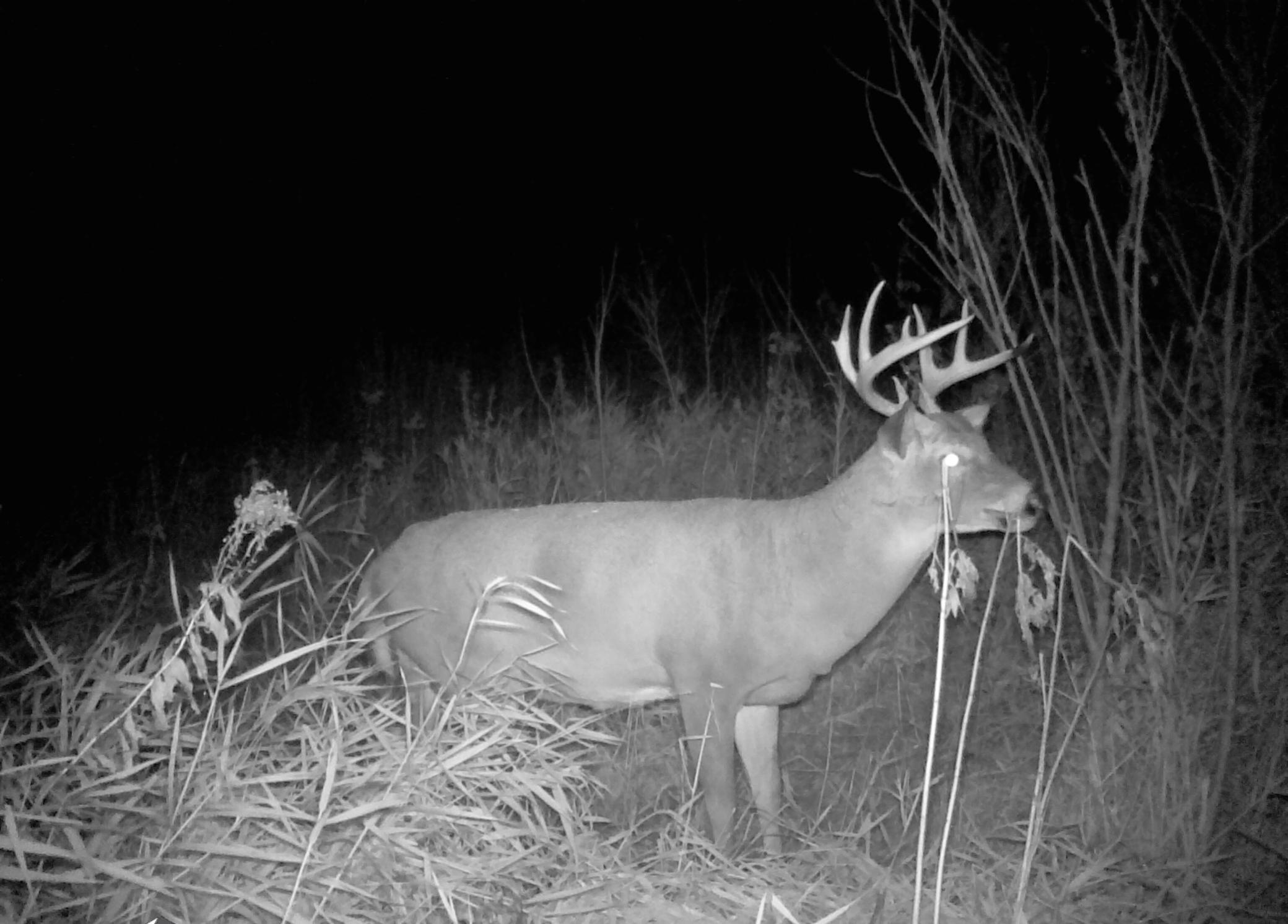 Buck on Game cam on our property