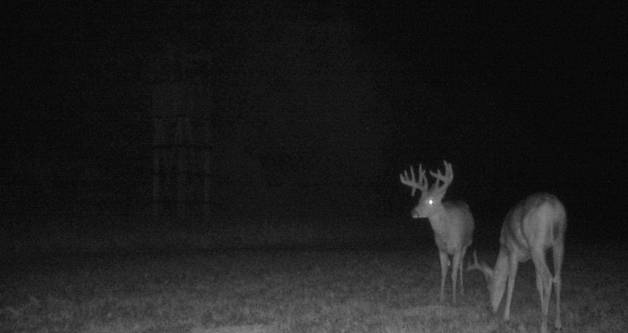 Buck on Game cam on our property