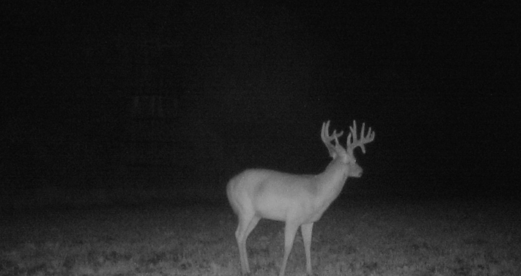 Buck on Game cam on our property
