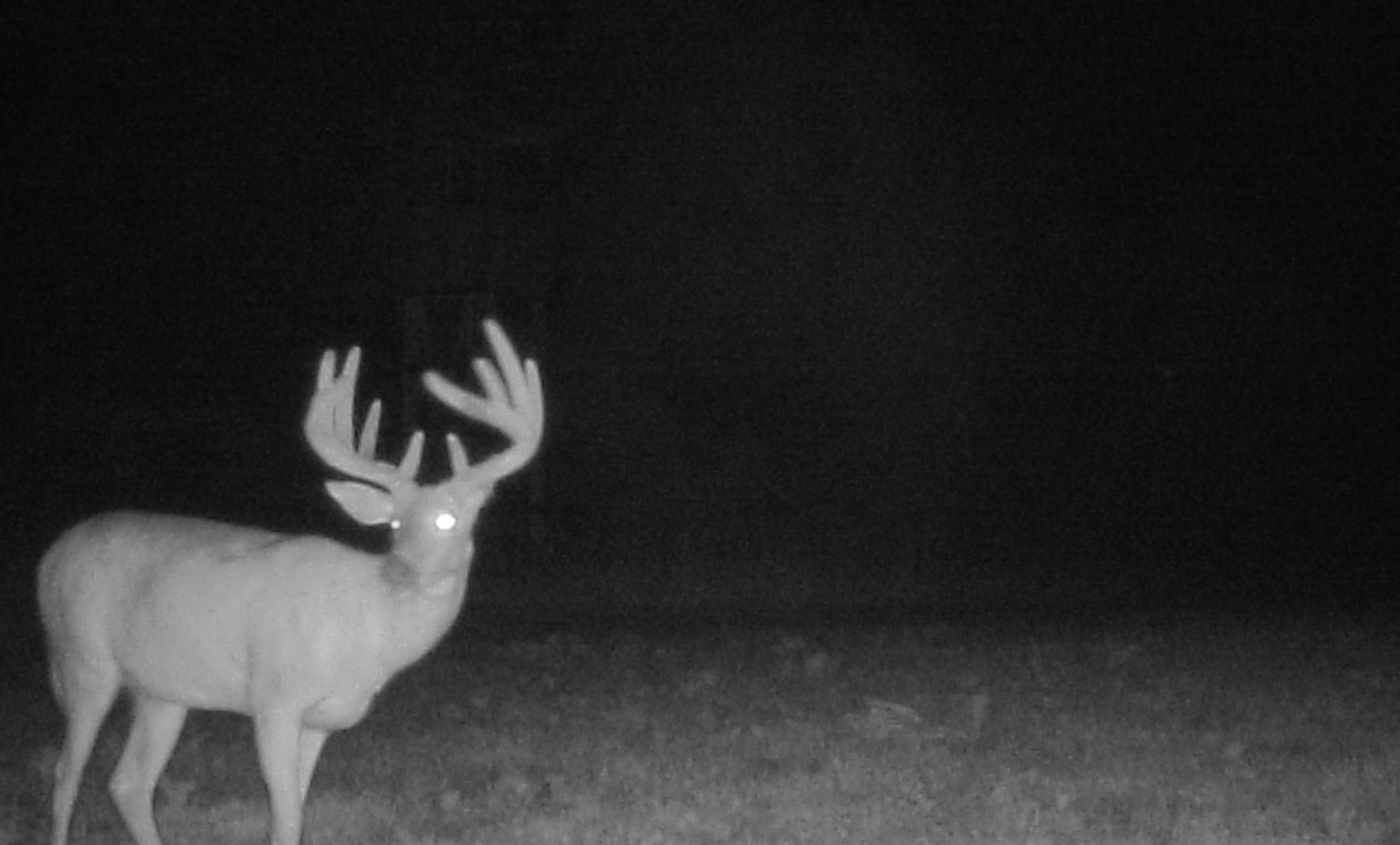 Buck on Game cam on our property
