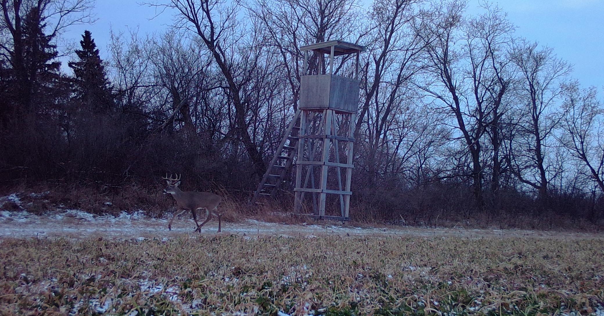 Deer by tree stand