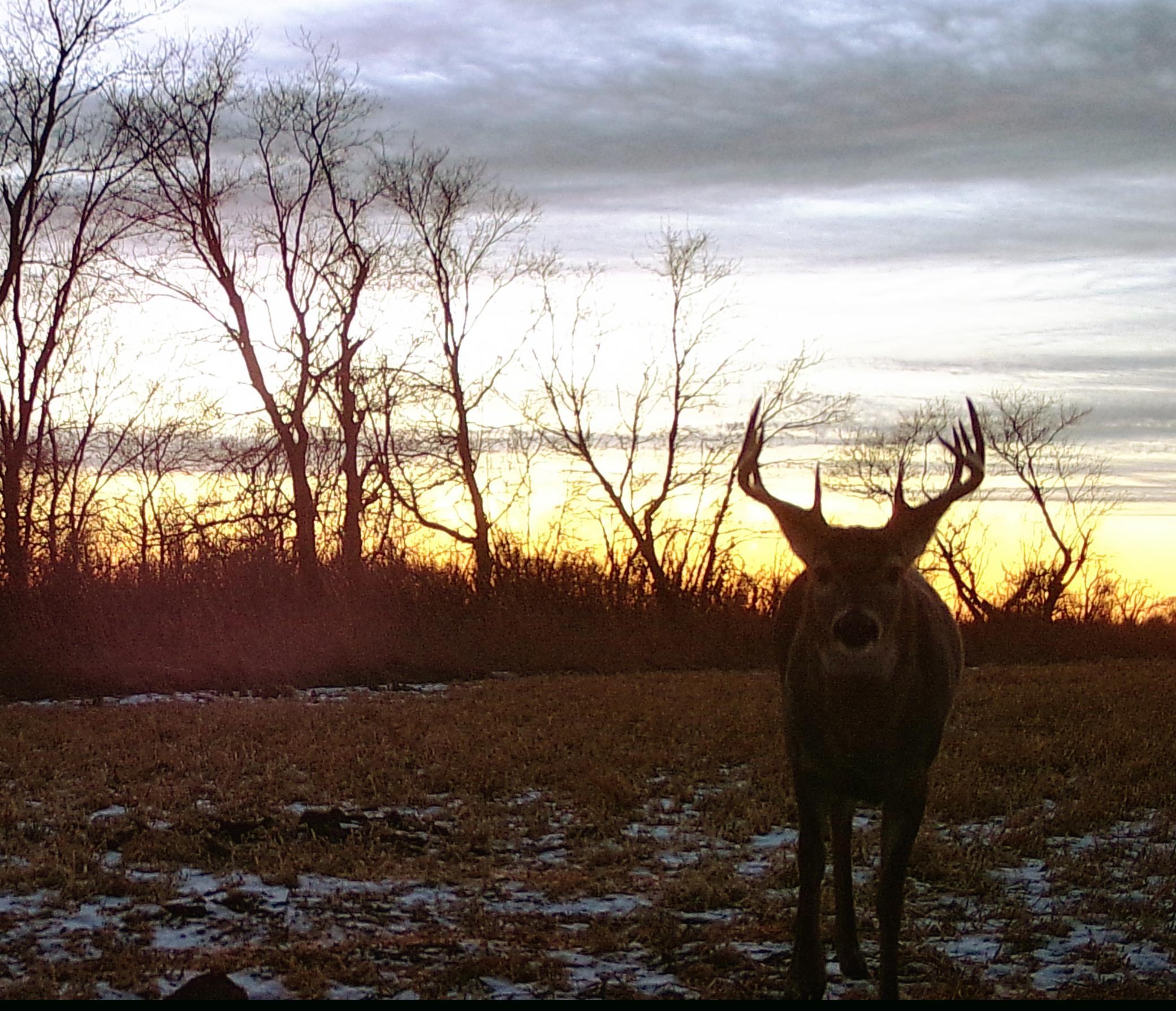 Buck on game cam on our property